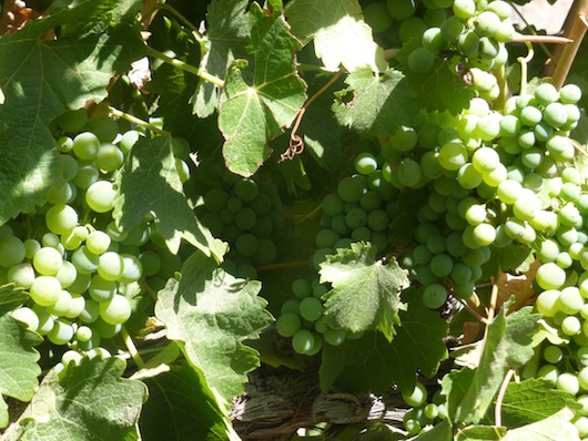 Roblar Winery Grapes Wine Tasting Santa Ynez California