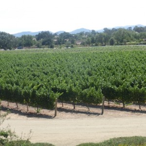 Wine Tasting By Santa Barbara Roblar Winery